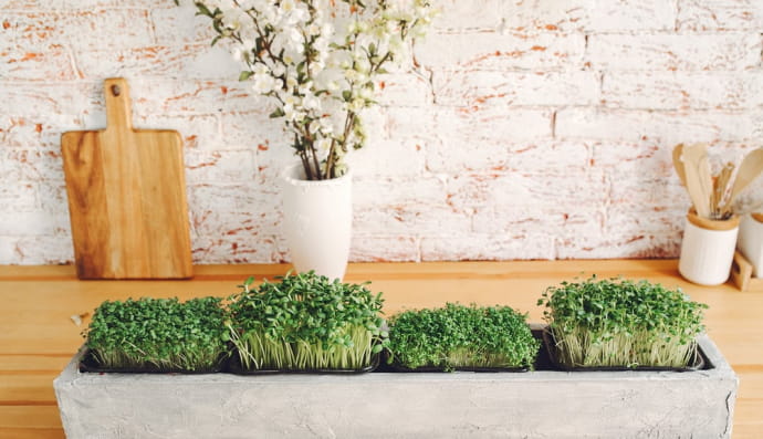 Мікрозелень, мікрогрін