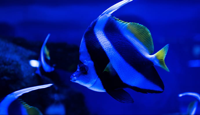 Риби, підводний світ