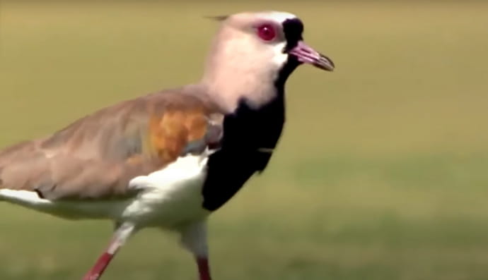 Каенская плюгавка, птица