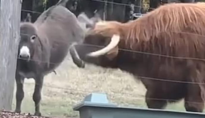 Віслюк та бик