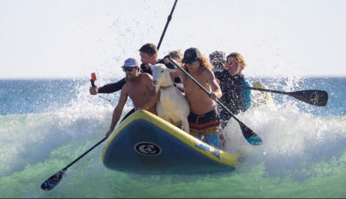 Коза на серфінгу