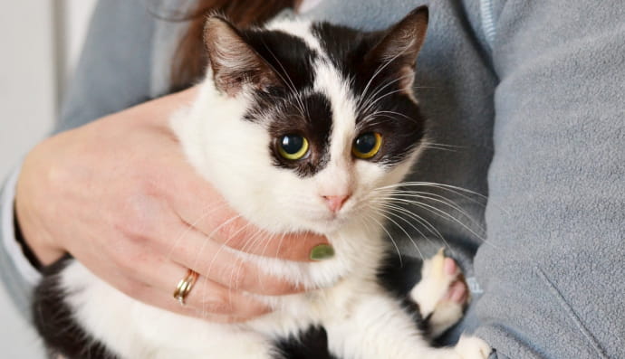 Кошечка ищет дом