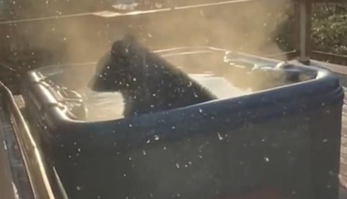 Ведмідь у джакузі