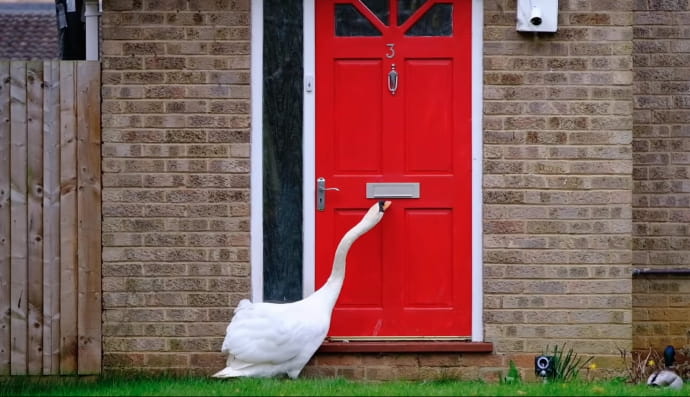 Лебідь-розбишака