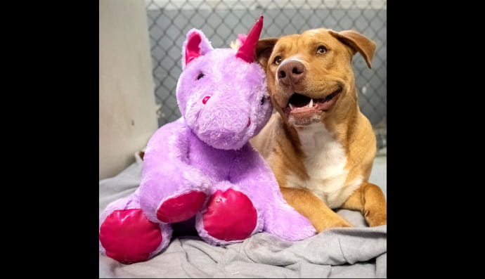 Собака Сусу