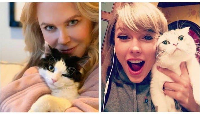 Ніколь Кідман, Тейлор Свіфт і котики