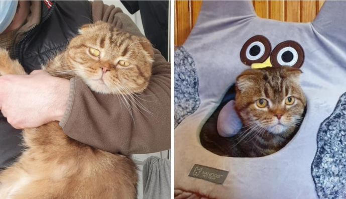 Котик Гелік