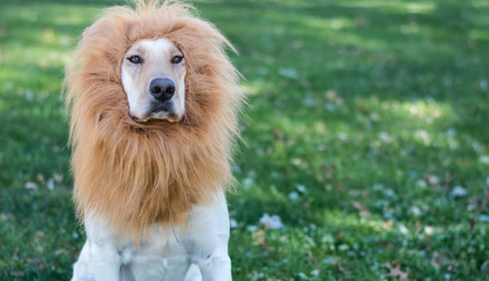 Лабрадор-ретривер