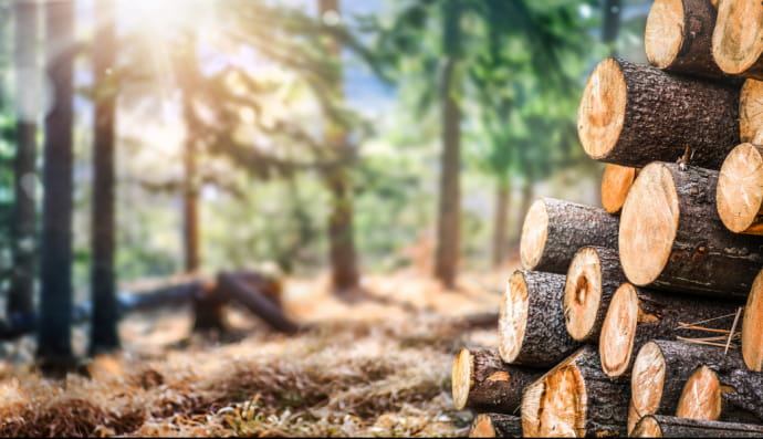 Деревина, ліс