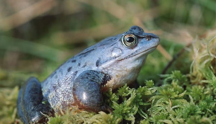 Гостроморда жаба