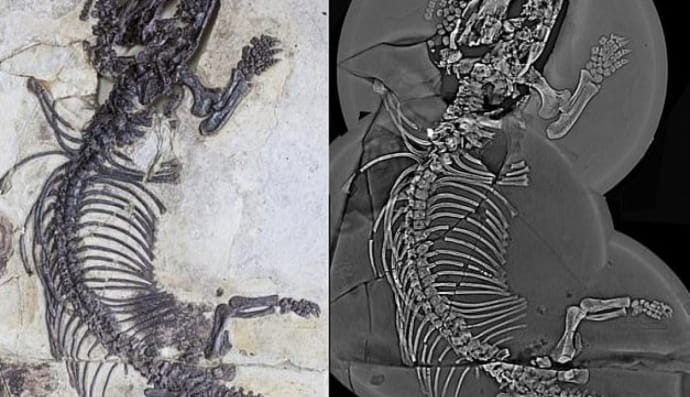 Невідомі тварини