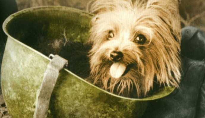 Собака Смоки