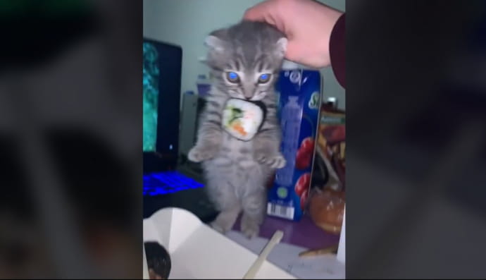 Котенок украл суши