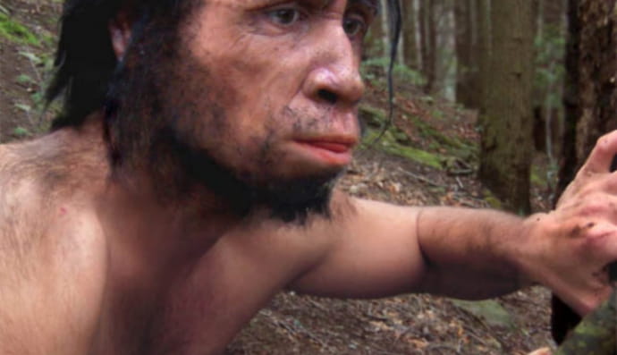 Homo erectus