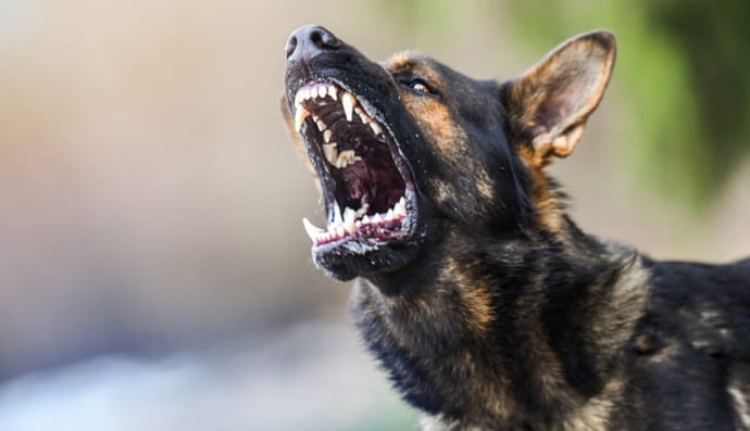 Злий собака