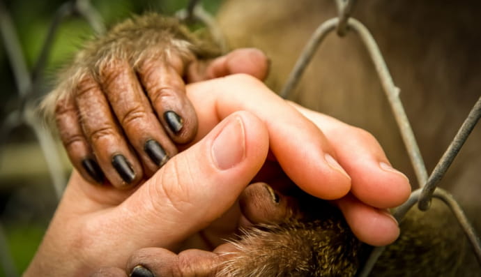 Людина та мавпа