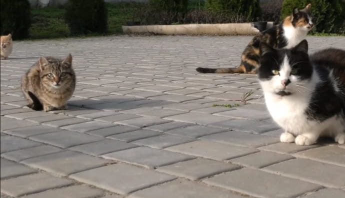 Ферма Олександра Єременко