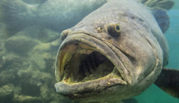 Epinephelus lanceolatus