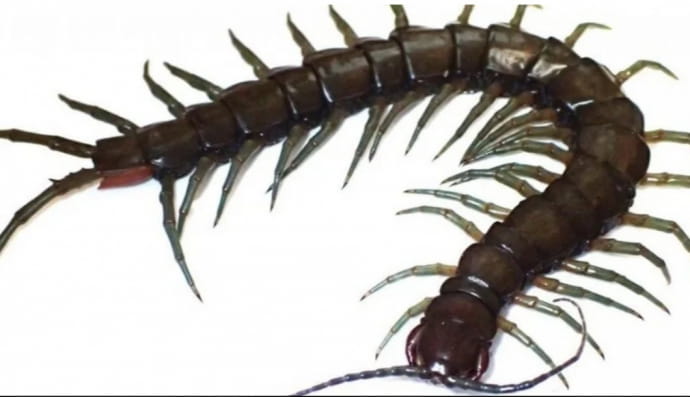 многоножка