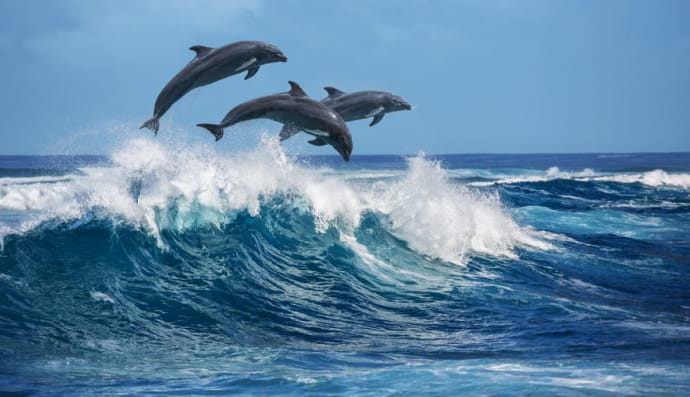 Дельфіни