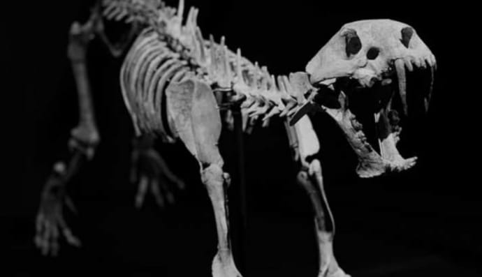 шаблезубий кіт