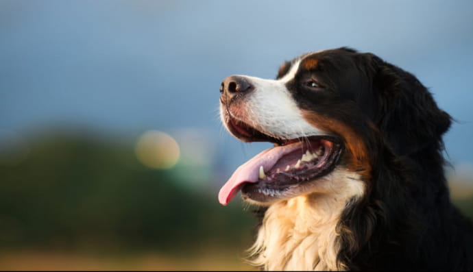 Бернський зенненхунд