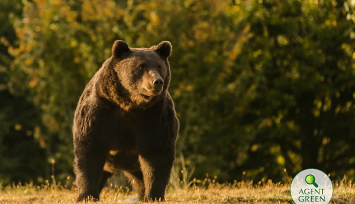 Медведь Артур