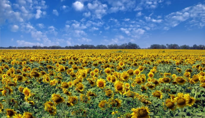 Подсолнухи