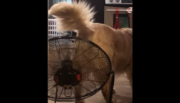 Смішний песик