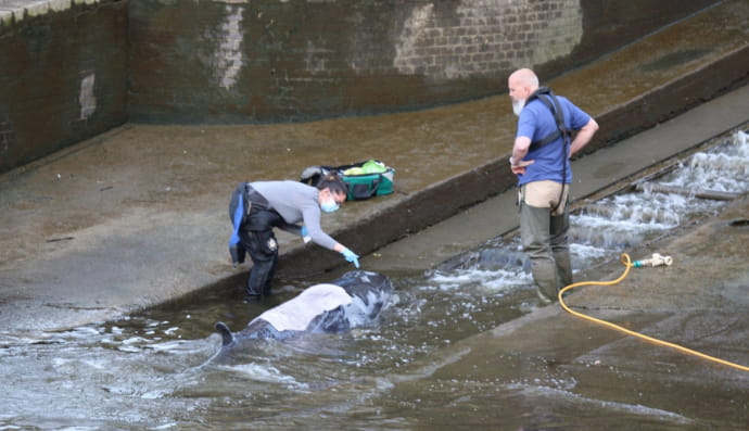 Кит в реке Темза