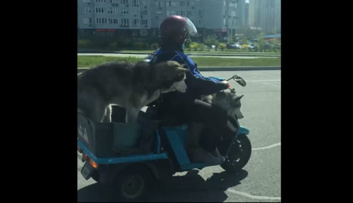 Хаскі на мотоциклі