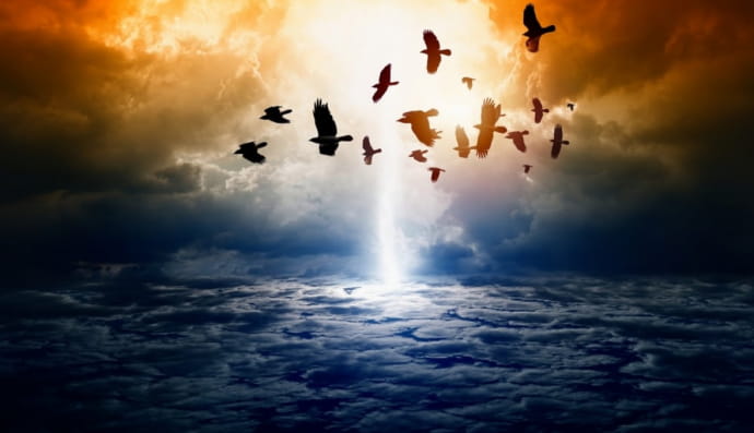 Птахи в небі