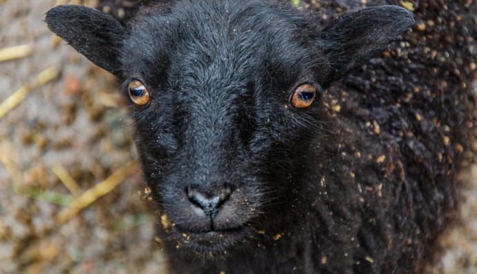 Чорне ягня