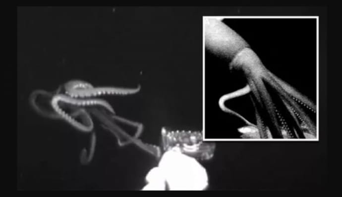 Полювання гігантського кальмара