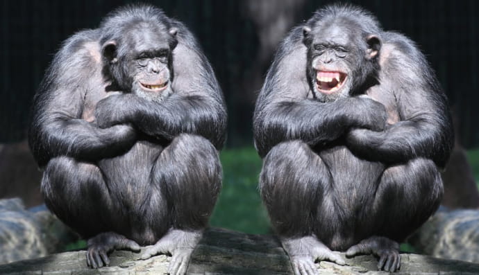 Шимпанзе