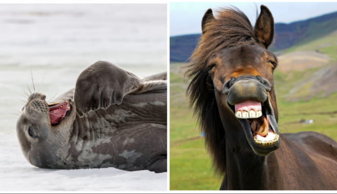 Тюлень та кінь