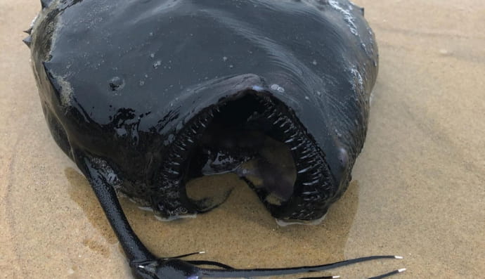 Європейський морський чорт