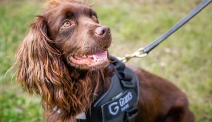 пес-контролер