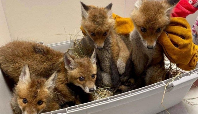 Врятовані лисенята 