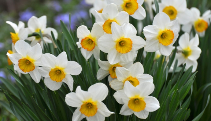 нарциссы