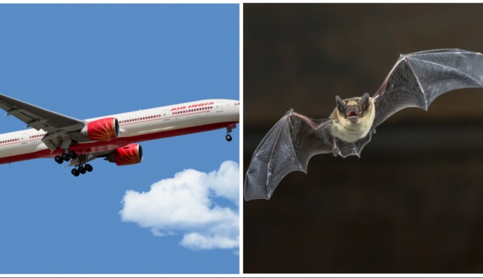 Самолет Air India и летучая мышь