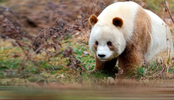 Коричневая панда