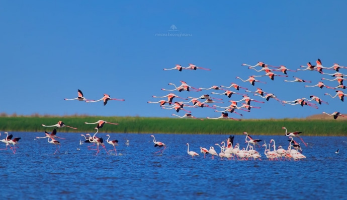 Стая рожевих фламінго