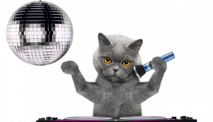 Кіт-музикант