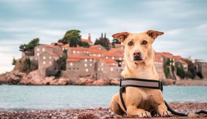 Собака Чапаті