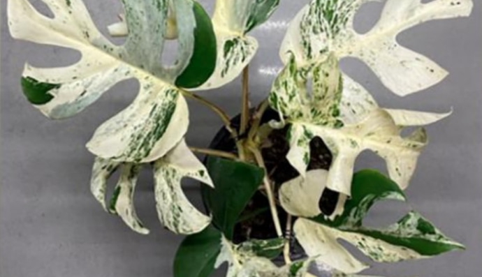 Рафидофора Тетрасперма