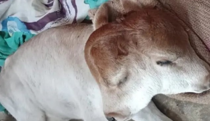 Теленок-мутант