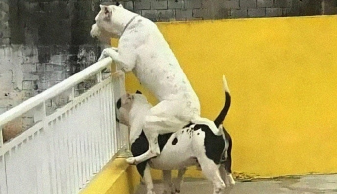 Смішні песики