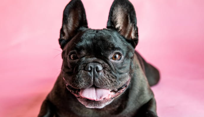 Французький бульдог