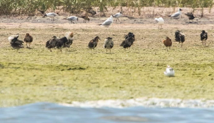 Боевые турухтаны